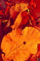 B,geerligs-teakbladeren (herfstkleuren)