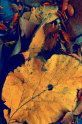 B,geerligs-teakbladeren (herfstkleuren02)