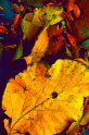 B,geerligs-teakbladeren (herfstkleuren03)