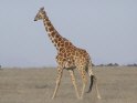 DSGK--giraf close up