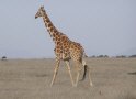 DSGK--giraf-2-crop