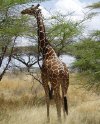 DSGK--giraf-crop