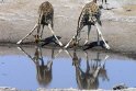DSGK--giraffen in spiegelbeeld