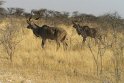 DSGK--kudu's-in-het-veld