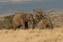 DSGK--olifant met jong