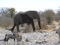 DSGK--olifant met oryxen