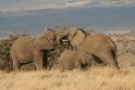 DSGK--olifanten begroeting 1