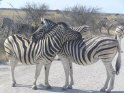 DSGK--zebra's omhelsing