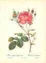 roses1-11--rozen-nov-09