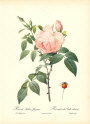 roses1-12--rozen-nov-09