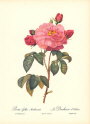 roses1-15--rozen-nov-09