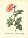 roses1-17--rozen-nov-09