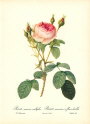 roses1-4--rozen-nov-09