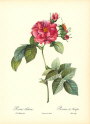 roses1-6--rozen-nov-09