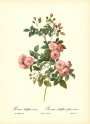 roses1-8--rozen-nov-09