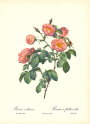 roses1-9--rozen-nov-09