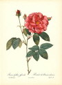 roses2-6--rozen-nov-09