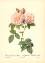 roses2-7--rozen-nov-09
